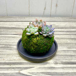 数量限定  カラフル ミニ多肉植物  苔玉 インテリア 18枚目の画像