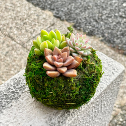 数量限定  カラフル ミニ多肉植物  苔玉 インテリア 4枚目の画像