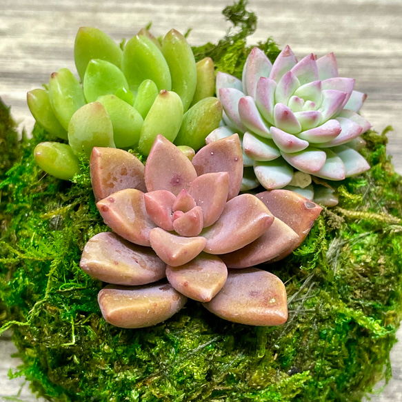 数量限定  カラフル ミニ多肉植物  苔玉 インテリア 12枚目の画像