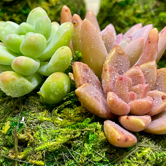 数量限定  カラフル ミニ多肉植物  苔玉 インテリア 13枚目の画像