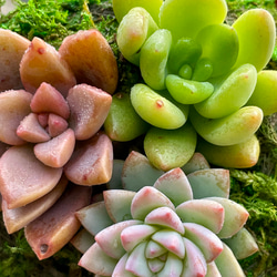 数量限定  カラフル ミニ多肉植物  苔玉 インテリア 9枚目の画像