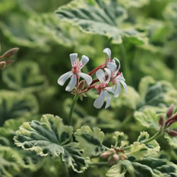 ヒペリカム ゴールドフォーム 抜き苗 一株 その他素材 mofrin 通販