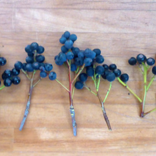 2025年収穫分】シャリンバイの実（青、赤） 10本 その他素材 pepe 通販