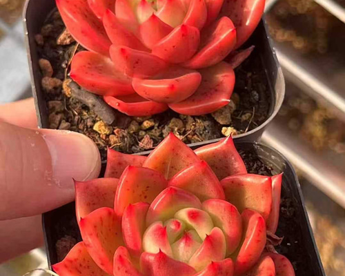 多肉植物　レッドエッジ　 抜き苗　エケベリア 58fa0b7de2c25285b4c245d2fe7539