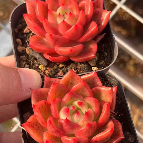 サブセシリス錦 美斑入り エケベリア 超美苗 大苗大株 多肉植物 サブセシリス錦 美斑入り エケベリア 超美苗 大苗大株 多肉植物