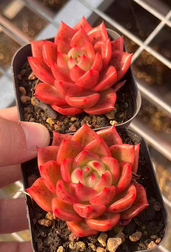多肉植物 エケベリア 紅龍 5cm 抜き苗 1株 多肉植物 愛多肉-(AI