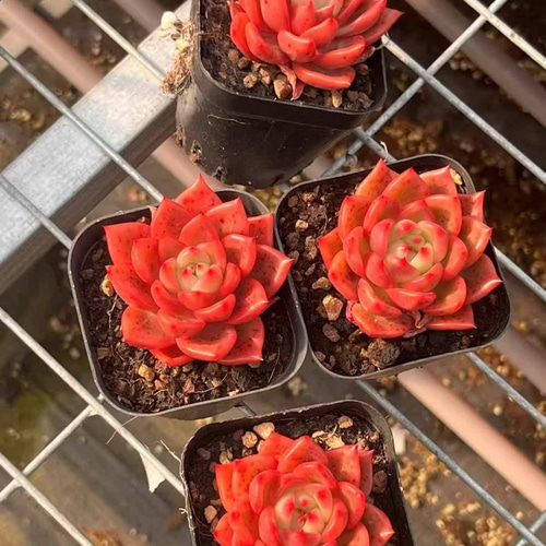多肉植物 エケベリア 紅龍 5cm 抜き苗 1株 多肉植物 愛多肉-(AI