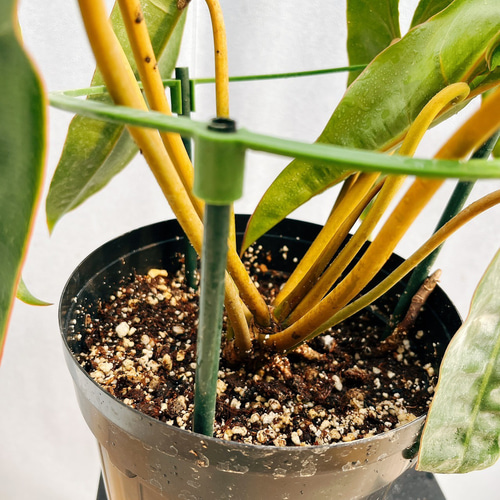 現品］【希少】4番 フィロデンドロン ビレッティア 6号 観葉植物 室内
