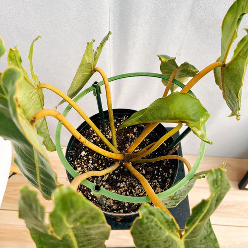 現品　フィロデンドロン　ビレッティア　ビレッタエ　ドライガーデン　インテリア 現品 フィロデンドロン ビレッティア ビレッタエ ドライガーデン