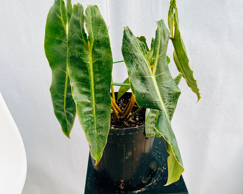 現品］【希少】4番 フィロデンドロン ビレッティア 6号 観葉植物