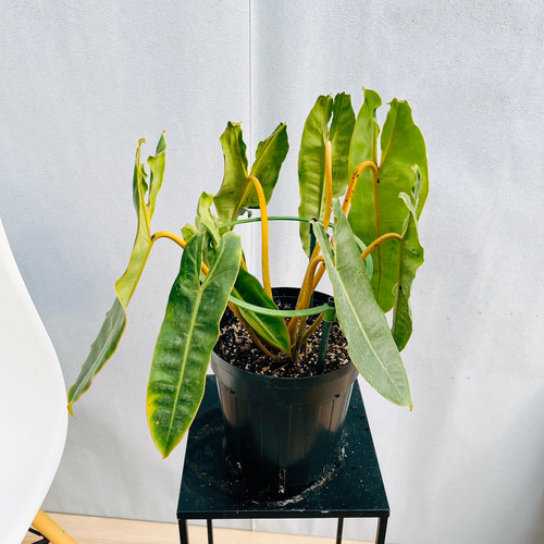 現品］【希少】4番 フィロデンドロン ビレッティア 6号 観葉植物 室内