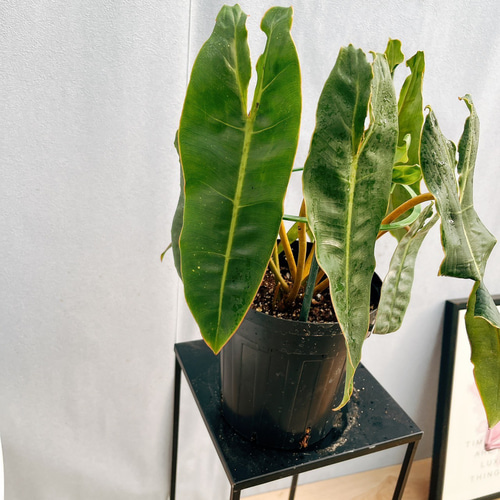 現品］【希少】4番 フィロデンドロン ビレッティア 6号 観葉植物 室内