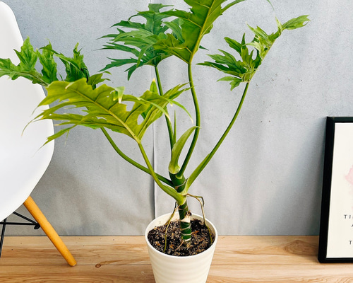 106c0bcd88c3233d51034871cb3e50