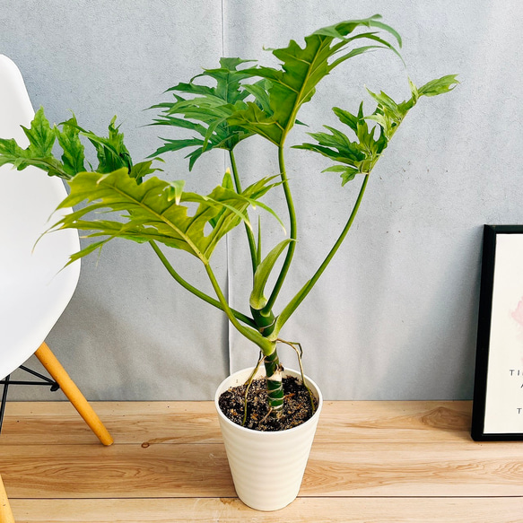 現品］5番 シーグレープ 曲がり 8号 ハマベブドウ 観葉植物 室内 大型