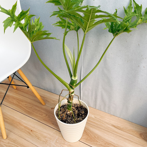 未だあります！観葉植物　植え替え済みフィンデンドロン　セローム巨大　元気 現品］【希少】☆珍しい☆ F フィロデンドロン セローム グリーン 8号