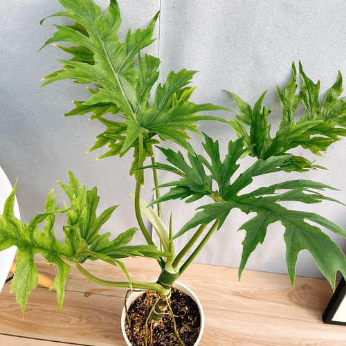 現品］【希少】☆珍しい☆ F フィロデンドロン セローム グリーン 8号