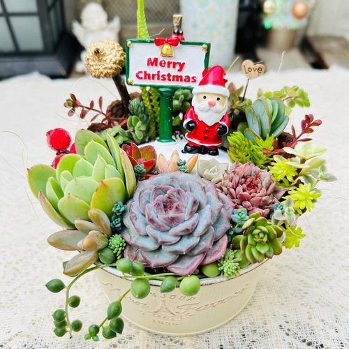 ★★壁掛け❤️★寄せ植え★このまま飾れます★豪華★多肉植物★★ 壁掛け❤️☆多肉植物☆寄せ植え☆このまま飾れます - メルカリ