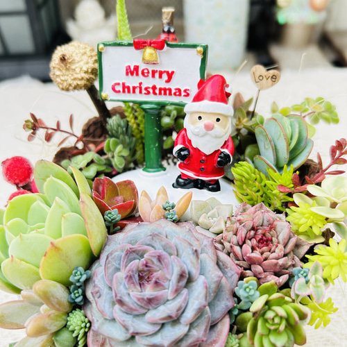 このまま飾れます】可愛い♡多肉の森のクリスマス 多肉植物寄せ植え