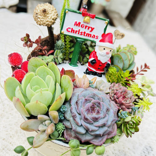 メルカリ便♫多肉植物寄せ植え♫そのまま飾れる♫くまさんサンタのプレゼント 送料無料】多肉の森 〜雪だるまさんのクリスマス〜多肉植物寄せ植え