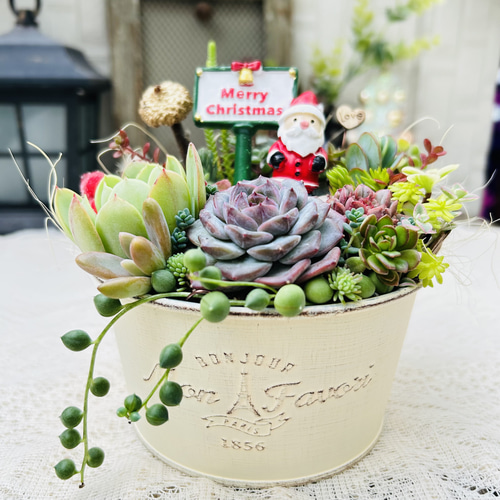 ★★壁掛け❤️★多肉植物★寄せ植え★このまま飾れます★★ 多肉植物寄せ植えこのまま飾れます 多肉植物 ちいこ 通販
