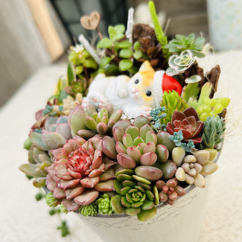 このまま飾れます】可愛いサンタねこさん♪ 多肉植物寄せ植え