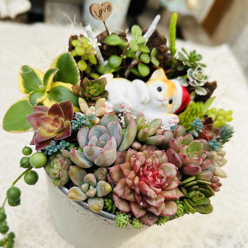 このまま飾れます】可愛いサンタねこさん♪ 多肉植物寄せ植え