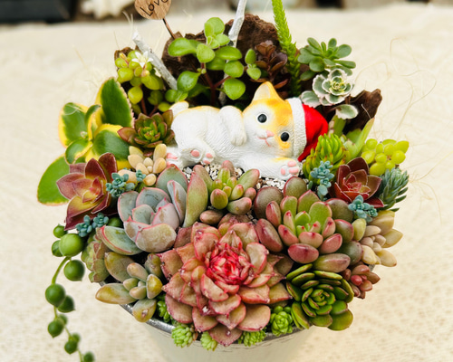 このまま飾れます】可愛いサンタねこさん♪ 多肉植物寄せ植え