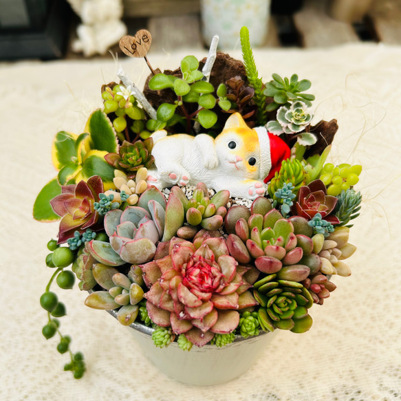 このまま飾れます】可愛いサンタねこさん♪ 多肉植物寄せ植え