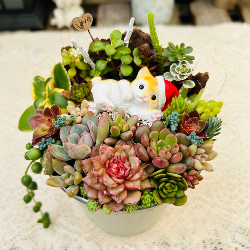 このまま飾れます】可愛いサンタねこさん♪ 多肉植物寄せ植え