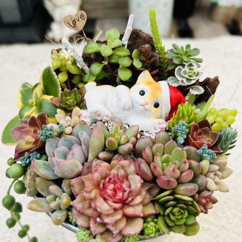 このまま飾れます】可愛いサンタねこさん♪ 多肉植物寄せ植え
