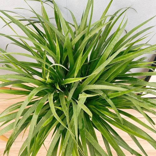 現品］【希少】D ドラセナ カンボジアーナ 8号 観葉植物 レア 室内
