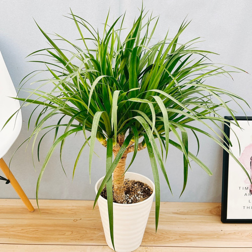 現品］【希少】D ドラセナ カンボジアーナ 8号 観葉植物 レア