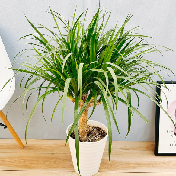 現品］【希少】D ドラセナ カンボジアーナ 8号 観葉植物 レア
