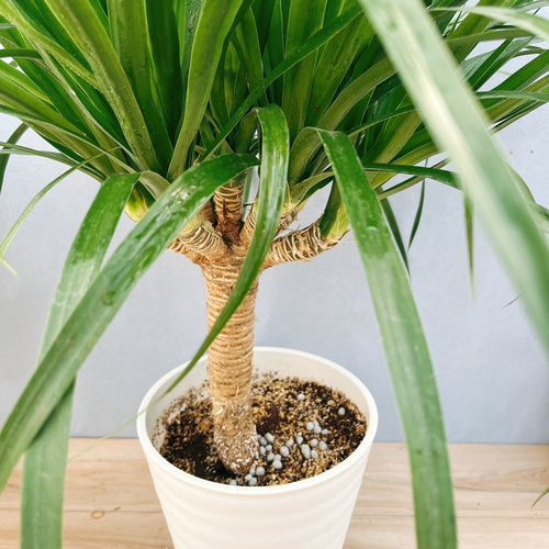 特別オファー 現品］【希少】D ドラセナ カンボジアーナ 8号 観葉植物 レア その他観葉植物