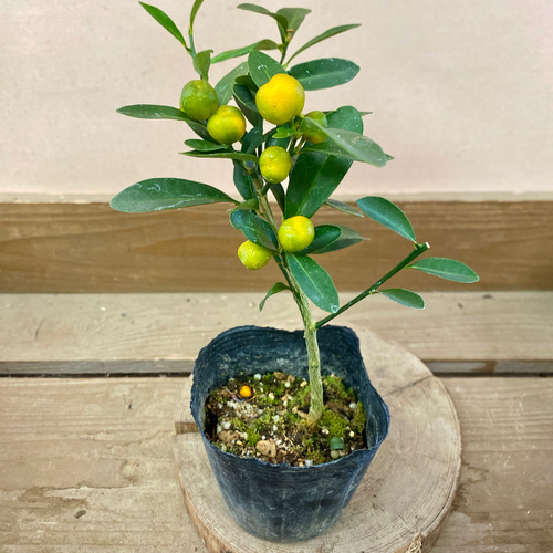 常緑低木 苗木 金豆（キンズ） 盆栽 plant life 通販 18623051｜Creema