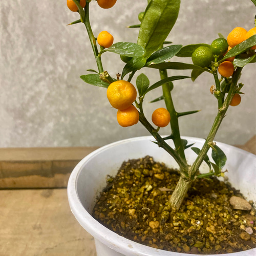 常緑低木 苗木 金豆（キンズ） 盆栽 plant life 通販 18623051｜Creema