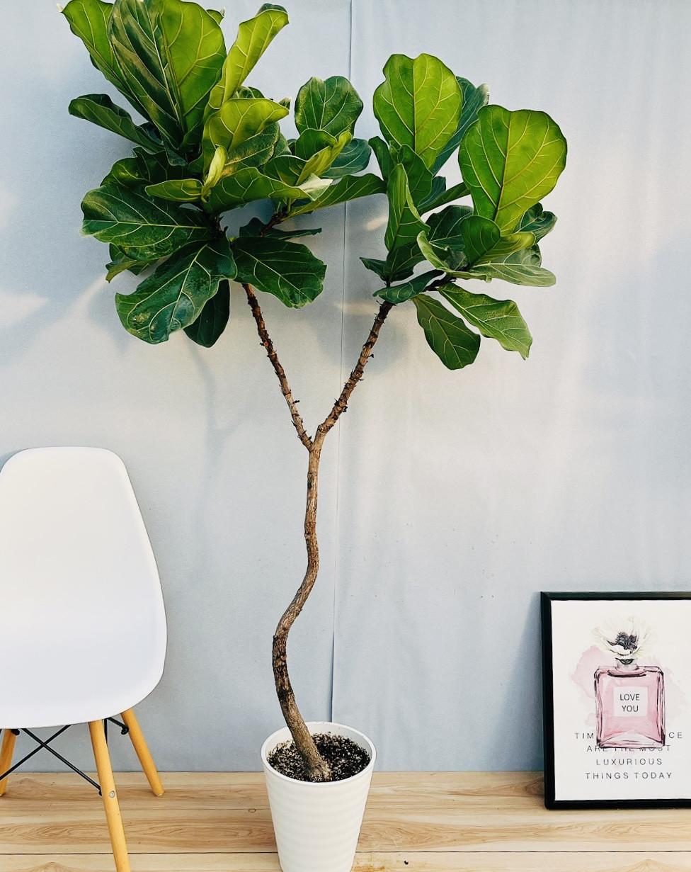 ［現品］5番　カシワバゴムの木　フィカス　リラータ　ストレート　8号　大型　室内 現品］5番 カシワバゴムの木 フィカス リラータ ストレート 8号