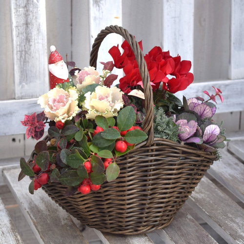 正月以降も楽しめるおしゃれな「クリスマス」寄せ植え ※寄せ植えセット