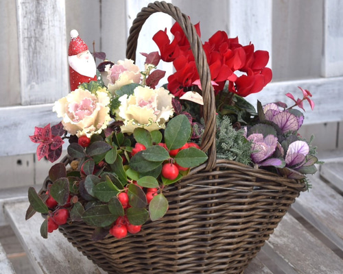 正月以降も楽しめるおしゃれな「クリスマス」寄せ植え ※完成品 花苗 鉢