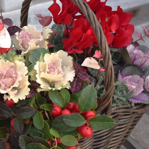 正月以降も楽しめるおしゃれな「クリスマス」寄せ植え ※完成品 花苗 鉢