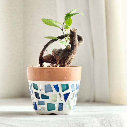 多幸の木ガジュマル／ 観葉植物 多肉植物 サボテン 塊根植物