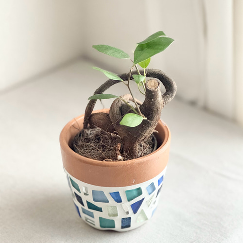 12/10頃終了　ガジュマル　多幸の木　開運　南国　観葉植物　かわいいバケツ付き ガジュマル 多幸の木 6号鉢サイズ 鉢植え 観葉植物 ミニ インテリア