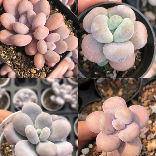 多肉植物 コノフィツム ブルゲリSH409 大玉 1.5cm以上 抜き苗 1 多肉植物 コノフィツム ブルゲリSH409 大玉 1.5cm以上 抜き苗 1