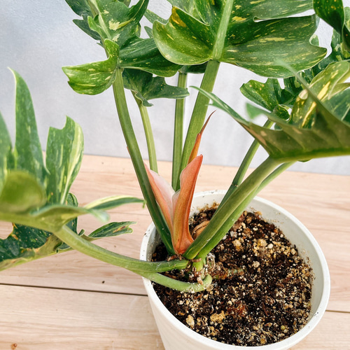 流行り の ブランド  現品］【珍しい】3番 フィロデンドロン リングオブファイア 6号 その他観葉植物