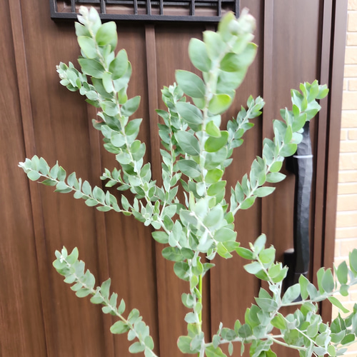 ちびたんさん専用パールアカシア　ルートプラスポットへの植栽オーダー品/ 493 楽天市場】【8／1限定】当選確率2分の1！1等最大100