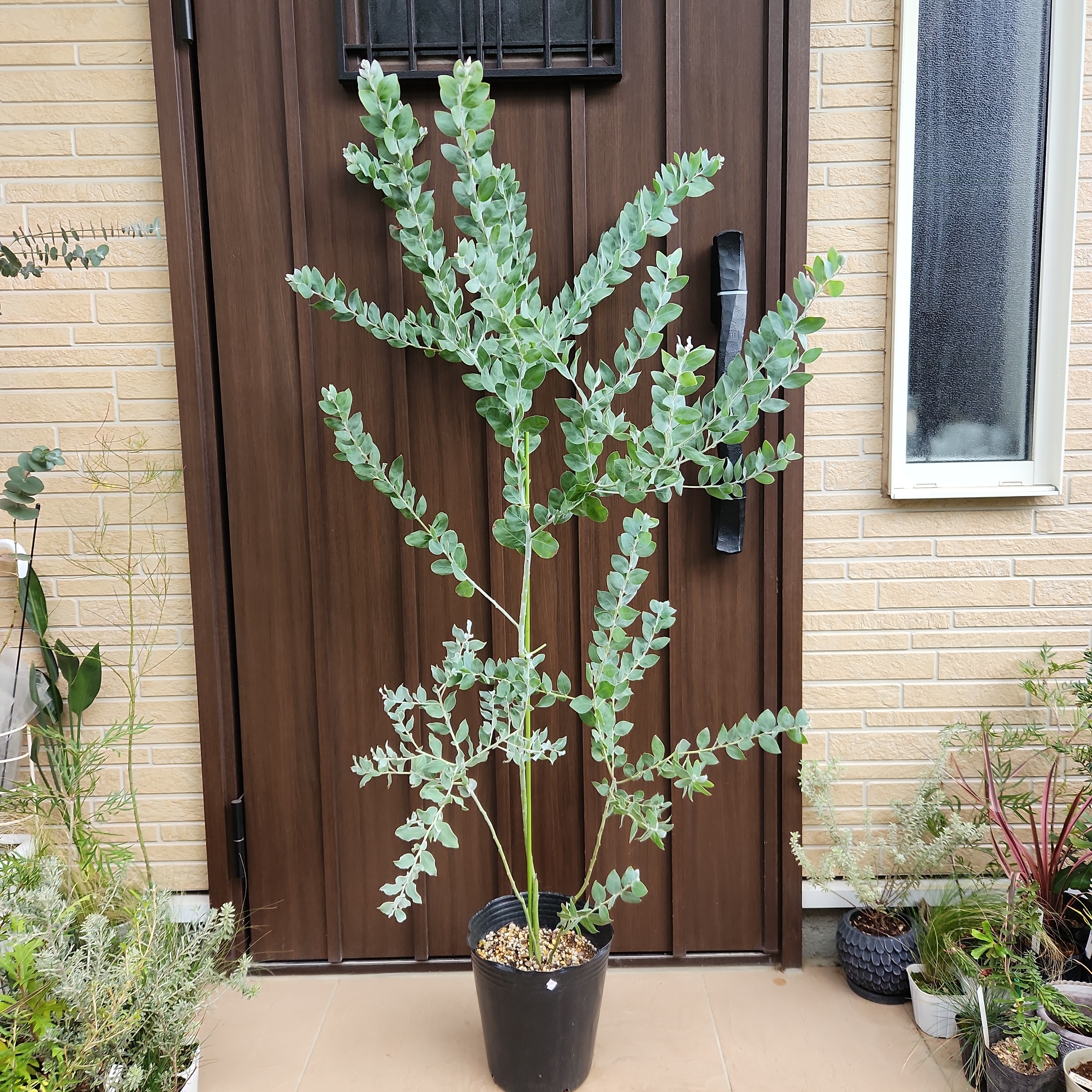 ボリューム美樹形　パールアカシア　鉢植え　２本立ち　ミモザ　苗　オージープランツ