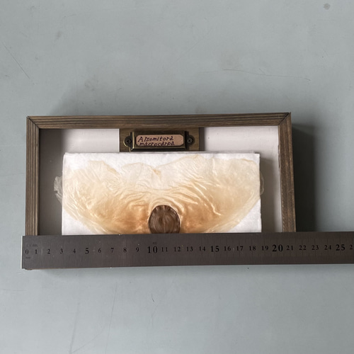 アルソトミラの標本箱 アルソトミラの種子標本箱 その他インテリア雑貨 三畳紀雑貨理科室