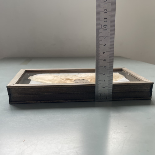 アルソトミラの標本箱 アルソトミラの種子標本箱 その他インテリア雑貨 三畳紀雑貨理科室