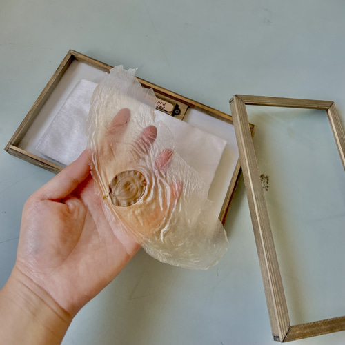 アルソトミラの標本箱 アルソトミラの種子標本箱 その他インテリア雑貨 三畳紀雑貨理科室