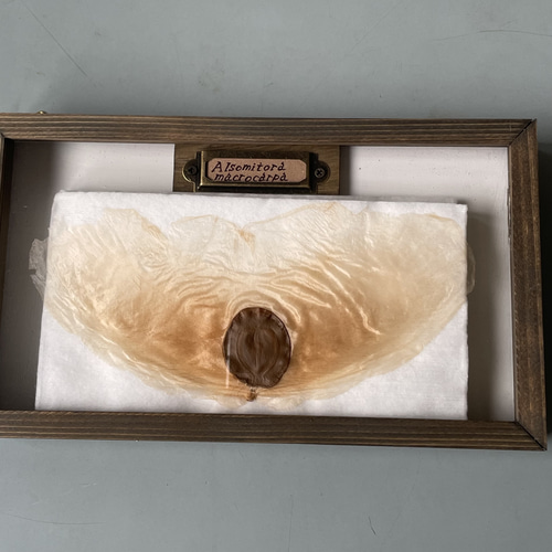 アルソトミラの標本箱 アルソトミラの種子標本箱